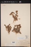 Phacelia strictiflora image
