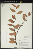Macleania stricta image