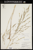 Eragrostis palmeri image