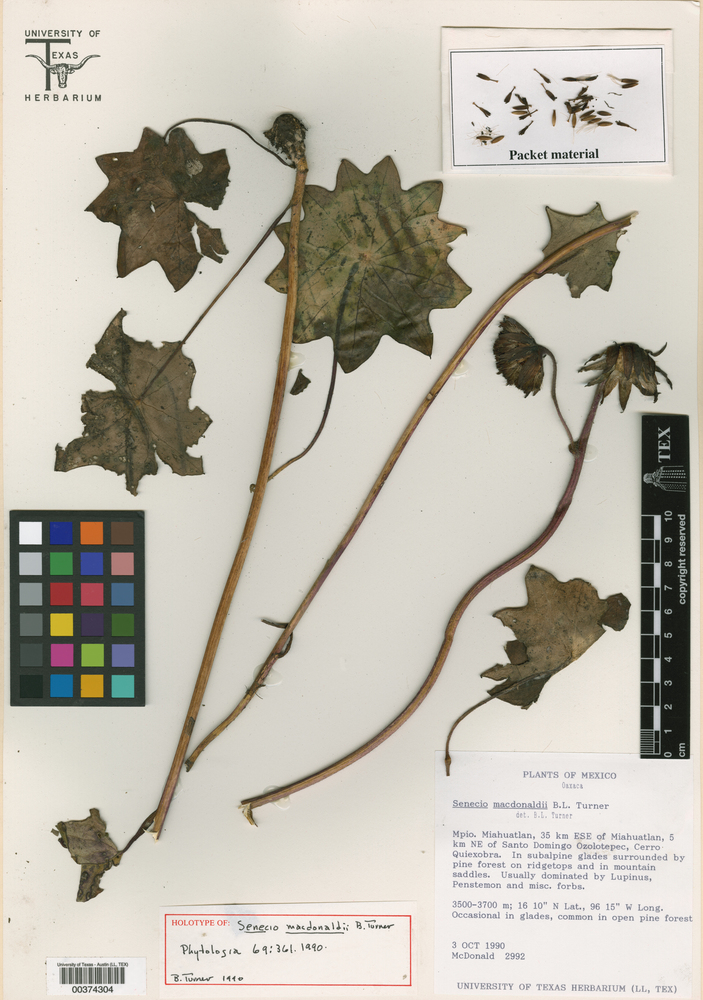 Psacaliopsis macdonaldii image