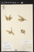 Gossypianthus lanuginosus var. lanuginosus image