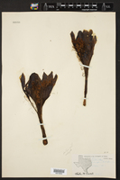 Echinopsis oxygona image