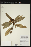 Arctostaphylos longifolia image