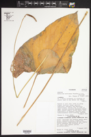 Image of Anthurium beltianum