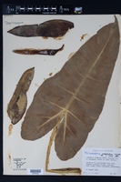 Philodendron acutatum image