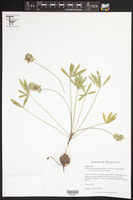Pediomelum hypogaeum var. scaposum image