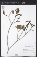Croton peraeruginosus image