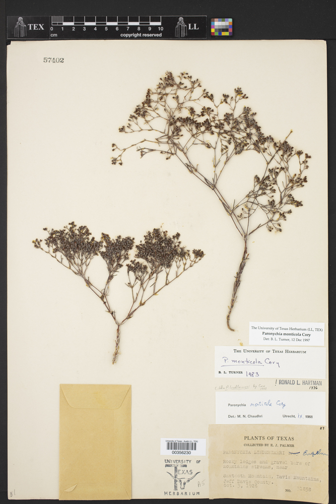 Paronychia monticola image