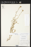 Sida elliottii var. parviflora image