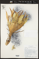 Hylocereus undatus image