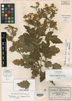 Parthenium fruticosum image