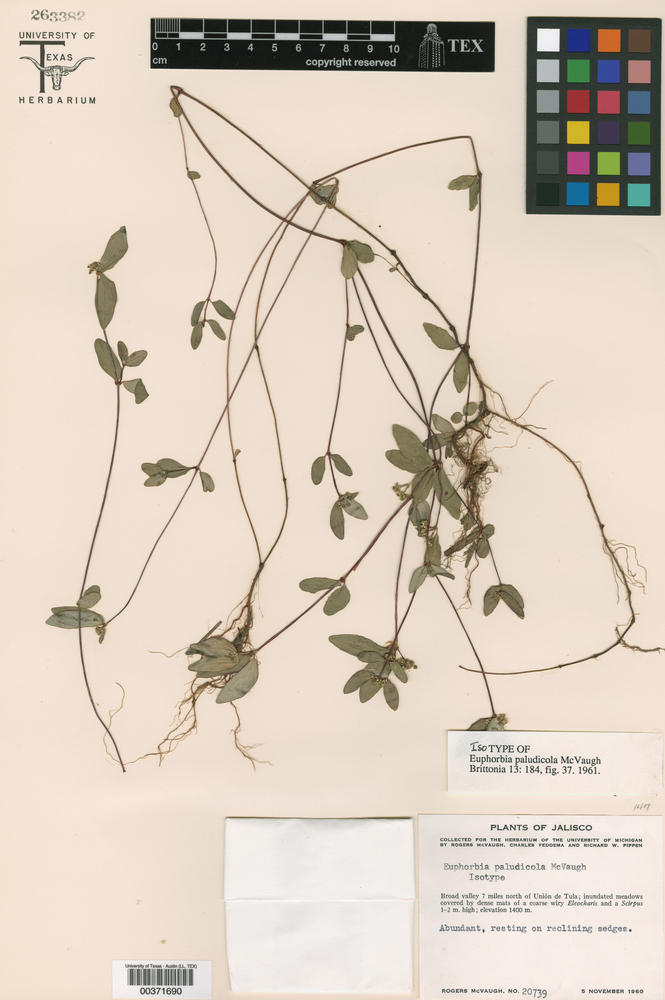 Euphorbia lineata image