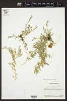 Image of Selaginella atirrensis