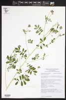 Dalea obovatifolia var. uncifera image