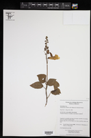 Image of Smithiantha multiflora