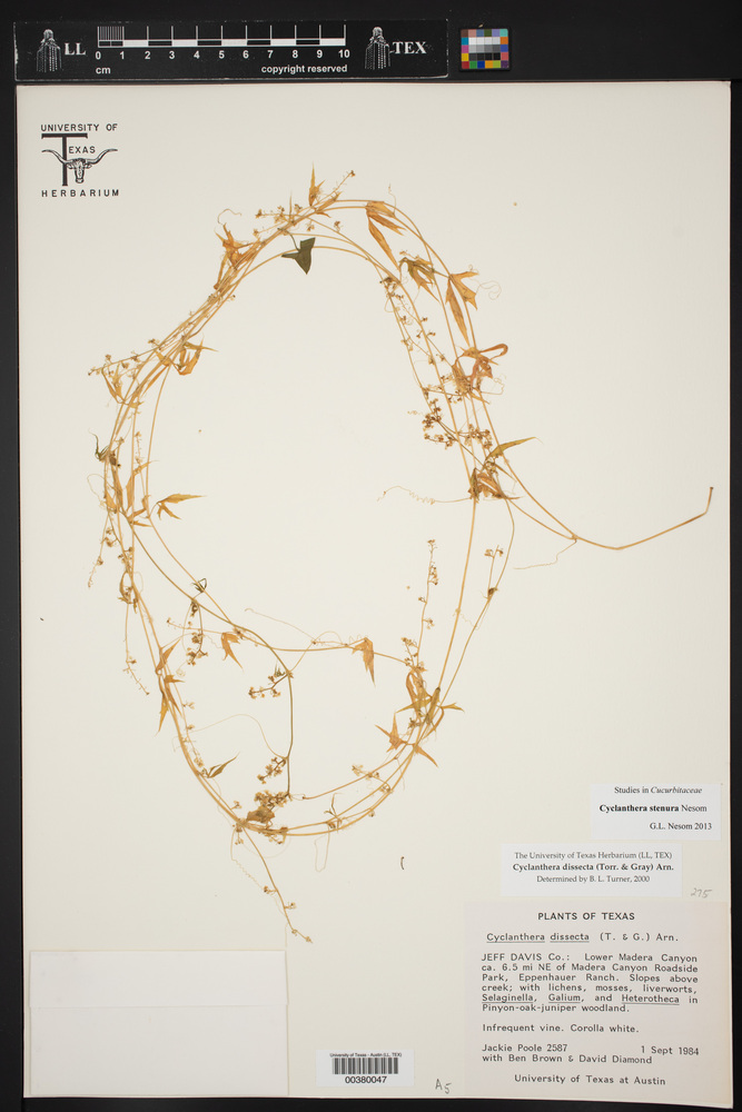 Cyclanthera stenura image