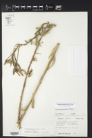 Oenothera jamesii image