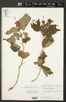 Malvaviscus arboreus var. drummondii image