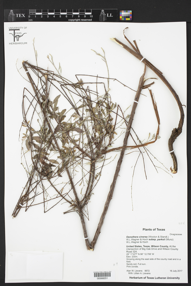 Oenothera cinerea subsp. parksii image