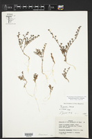 Paronychia jonesii image