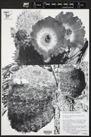 Echinocereus rigidissimus image