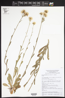 Conyza primulifolia image