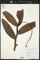 Epidendrum tridens image