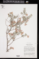 Leucophyllum frutescens image