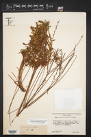 Oenothera calcicola image