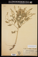 Rorippa sessiliflora image