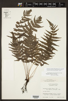 Thelypteris blanda image