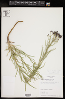 Vernonia marginata image