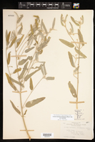 Croton texensis var. texensis image