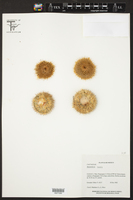 Image of Mammillaria lanata