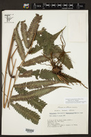 Goniopteris paucipinnata image