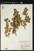 Astrocasia neurocarpa image