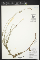 Oenothera xenogaura image