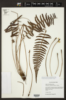 Amauropelta caucaensis image
