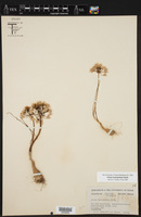 Allium macropetalum image