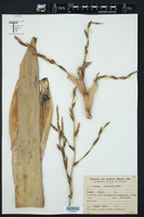 Image of Vriesea delicatula