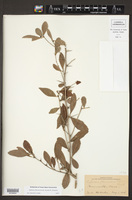 Xylosma flexuosa image