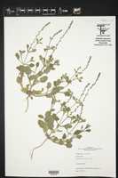 Verbena plicata image