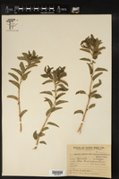 Acalypha communis var. guaranitica image