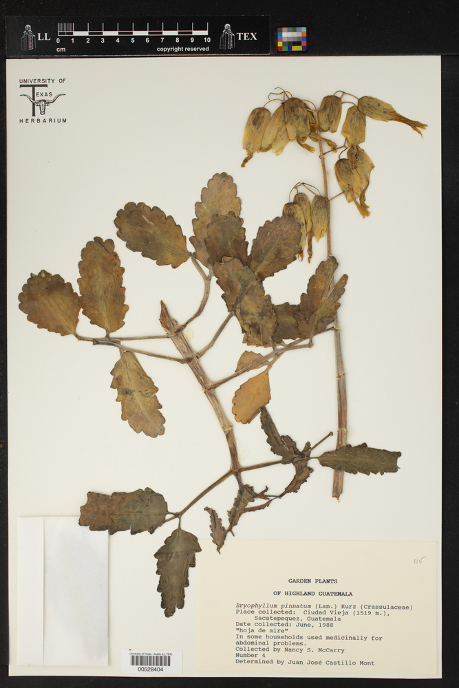 Bryophyllum image