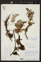 Pleopeltis monosora image
