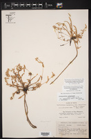 Gossypianthus lanuginosus var. tenuiflorus image