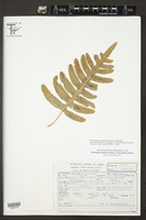 Phlebodium araneosum image