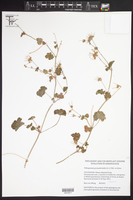 Pelargonium grossularioides image