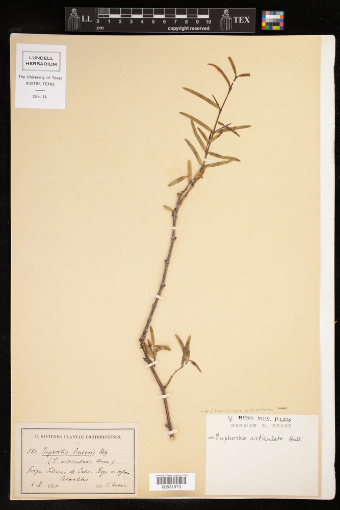 Chamaesyce articulata image