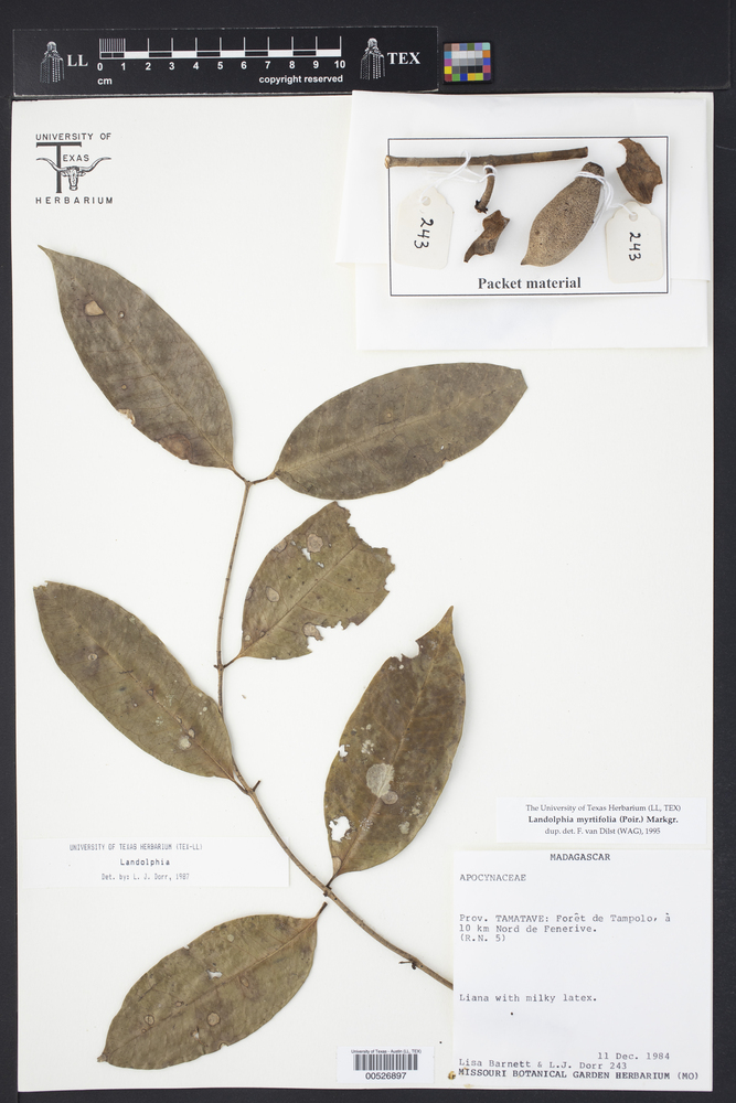 Landolphia myrtifolia image